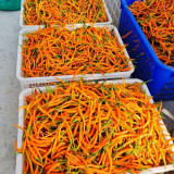 Yellow Spicy Girl Line Pepper Seeds – High Yield, Easy to Grow, Suitable for Fresh and Processing Markets