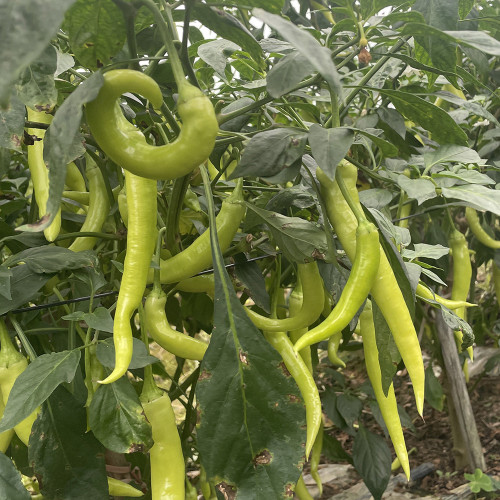 Yellow Beauty Pepper Seeds – Vigorous Growth, High Yield, Continuous Fruiting, Intense Spiciness