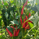 Blazing Upright Cluster Pepper Seeds – Early to Mid-Maturing, High Yielding, Intense Spiciness, Easy to Grow