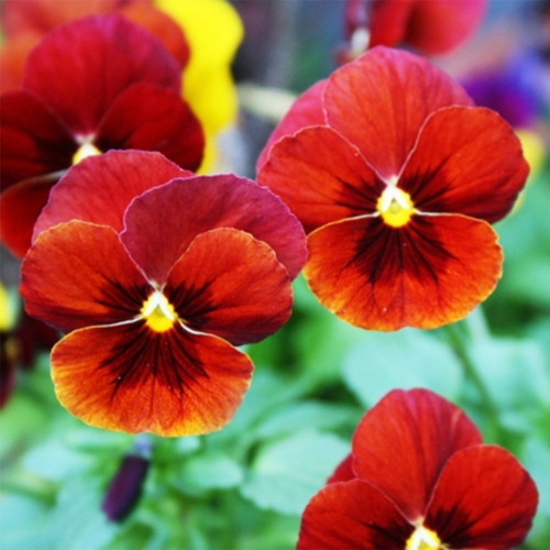 Hezhichun 'Vermilion Mole' Pansy Seeds – Compact, Cold-Tolerant & Long-Blooming for Beds & Pots