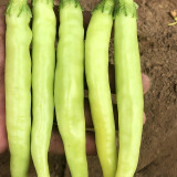 Yellow Beauty Pepper Seeds – Vigorous Growth, High Yield, Continuous Fruiting, Intense Spiciness
