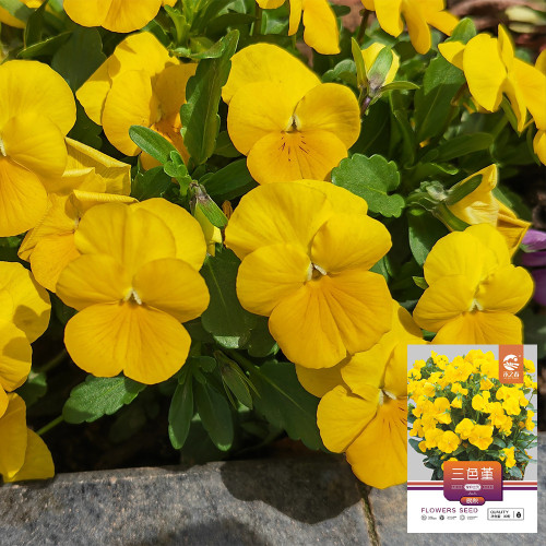 Hezhichun Pansy 'Late Autumn' Seeds - Cold Tolerant, Compact & Long-Flowering, for Beds, Gardens & Pots