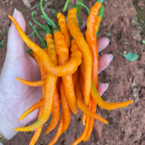 Yellow Spicy Girl Line Pepper Seeds – High Yield, Easy to Grow, Suitable for Fresh and Processing Markets