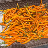 Yellow Spicy Girl Line Pepper Seeds – High Yield, Easy to Grow, Suitable for Fresh and Processing Markets
