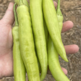 Yellow Beauty Pepper Seeds – Vigorous Growth, High Yield, Continuous Fruiting, Intense Spiciness