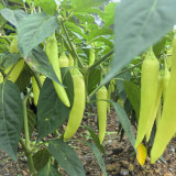 Yellow Beauty Pepper Seeds – Vigorous Growth, High Yield, Continuous Fruiting, Intense Spiciness