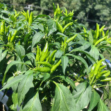 Blazing Upright Cluster Pepper Seeds – Early to Mid-Maturing, High Yielding, Intense Spiciness, Easy to Grow