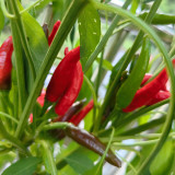 Blazing Upright Cluster Pepper Seeds – Early to Mid-Maturing, High Yielding, Intense Spiciness, Easy to Grow