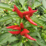 Blazing Upright Cluster Pepper Seeds – Early to Mid-Maturing, High Yielding, Intense Spiciness, Easy to Grow