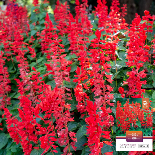Hezhichun Scarlet Sage Seeds – Salvia splendens, Vibrant Red Flowers for Full Sun & Partial Shade