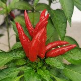 Blazing Upright Cluster Pepper Seeds – Early to Mid-Maturing, High Yielding, Intense Spiciness, Easy to Grow