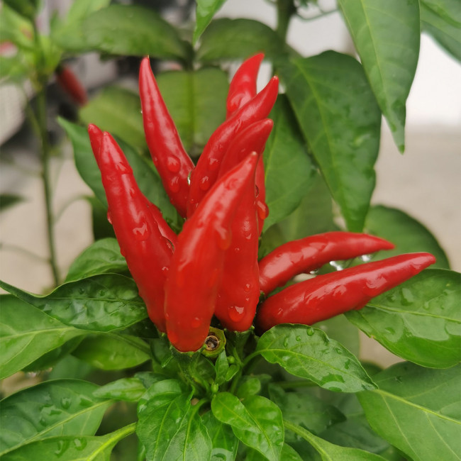 Blazing Upright Cluster Pepper Seeds – Early to Mid-Maturing, High Yielding, Intense Spiciness, Easy to Grow