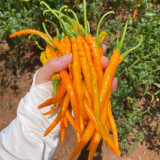 Yellow Spicy Girl Line Pepper Seeds – High Yield, Easy to Grow, Suitable for Fresh and Processing Markets