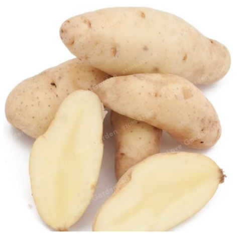 Russian Banana Fingerling Potato Bonsa Organic Plant Vegetables Fruit Sweet Healthy