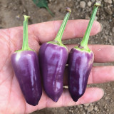 Purple Tower Facing-Heaven Pepper Seeds – Mini Extra-Hot Variety, High Yield, Suitable for Home Garden Planting