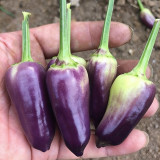 Purple Tower Facing-Heaven Pepper Seeds – Mini Extra-Hot Variety, High Yield, Suitable for Home Garden Planting