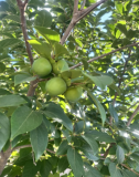 Persimmon Tree Seeds (Organic)