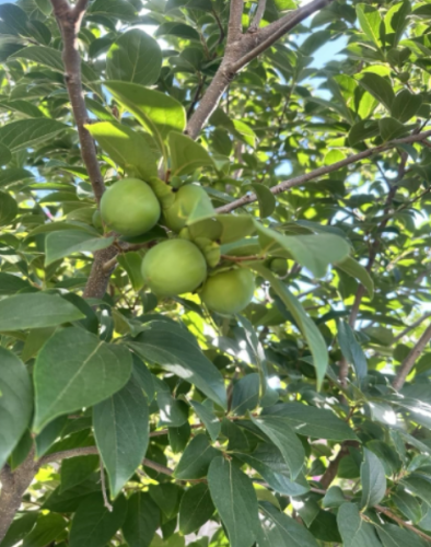 Persimmon Tree Seeds (Organic)