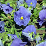 Hezhichun Pansy 'Azure Skies' Seeds | Compact, Cold-Tolerant, Long Flowering for Beds & Pots