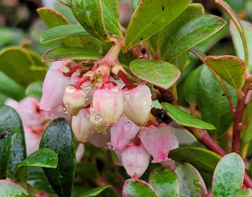 Arctostaphylos Uva Ursi Uva Ursi Kinnikinick Seeds Plant Seeds