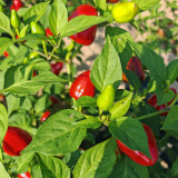 Spicy Aromatic Jar Pepper Seeds – Premium Chili Variety, Intense Pungency with Pleasant Aroma, Versatile Use