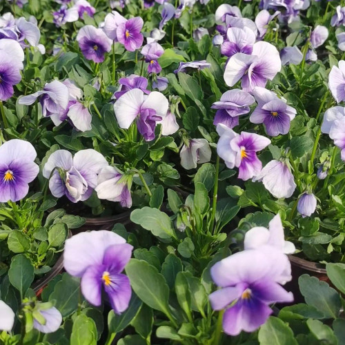 Hezhichun Pansy 'Firmament' Seeds | Compact, Colorful, Cold-Tolerant, Long-Blooming for Beds & Pots
