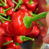 Spicy Aromatic Jar Pepper Seeds – Premium Chili Variety, Intense Pungency with Pleasant Aroma, Versatile Use