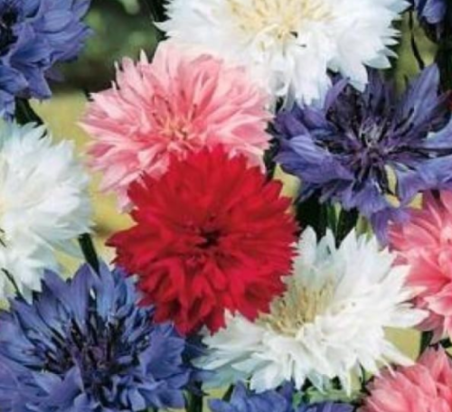 Fresh Bachelor Button Polka DOT Seeds Dwarf Mix Cornflower