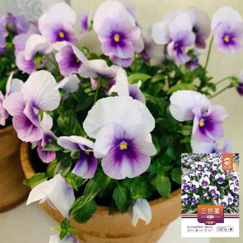 Hezhichun Pansy 'Firmament' Seeds | Compact, Colorful, Cold-Tolerant, Long-Blooming for Beds & Pots