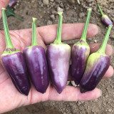 Purple Tower Facing-Heaven Pepper Seeds – Mini Extra-Hot Variety, High Yield, Suitable for Home Garden Planting