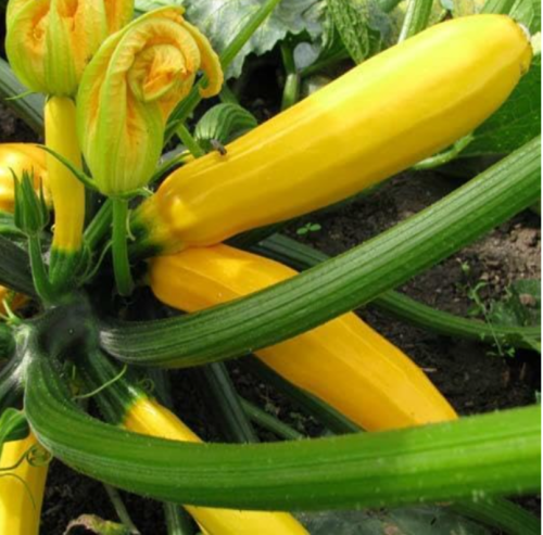 Golden Zucchini Squash Seed Non GMO - Heirloom, Bright, Beautiful, & FLAVORFUL