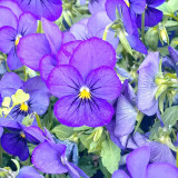 Hezhichun Pansy 'Azure Skies' Seeds | Compact, Cold-Tolerant, Long Flowering for Beds & Pots