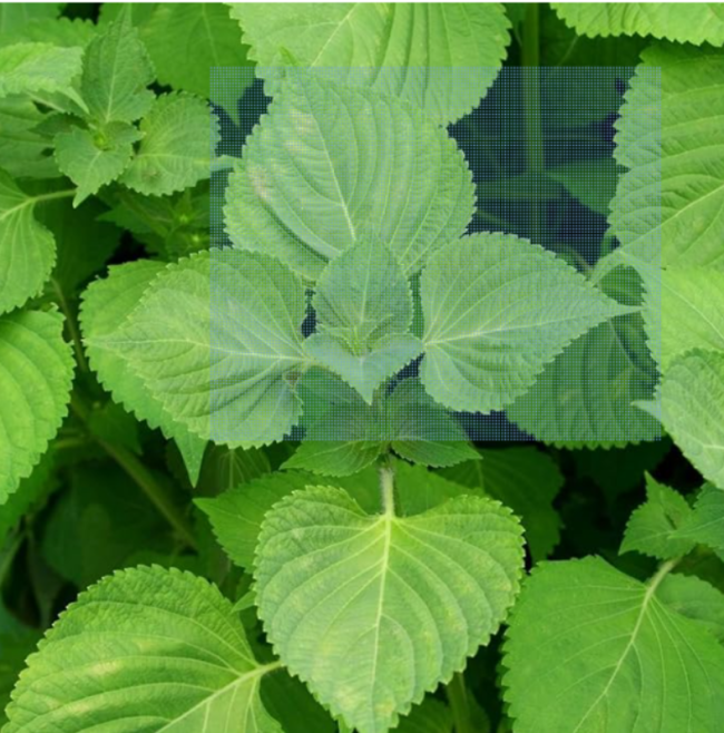 Green Shiso Seeds, Perilla, Plant, Korean Basil, Non-GMO