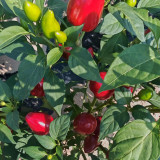 Spicy Aromatic Jar Pepper Seeds – Premium Chili Variety, Intense Pungency with Pleasant Aroma, Versatile Use