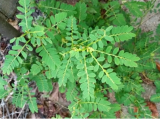 Organic Stone Breaker(Phyllanthus niruri/Chanca Piedra/Chamber Bitter) Seeds