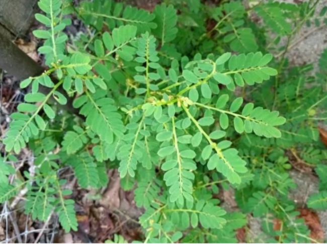 Organic Stone Breaker(Phyllanthus niruri/Chanca Piedra/Chamber Bitter) Seeds