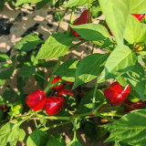 Spicy Aromatic Jar Pepper Seeds – Premium Chili Variety, Intense Pungency with Pleasant Aroma, Versatile Use