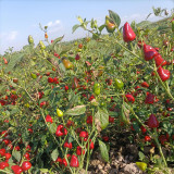 Spicy Aromatic Jar Pepper Seeds – Premium Chili Variety, Intense Pungency with Pleasant Aroma, Versatile Use