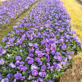 Hezhichun Pansy 'Azure Skies' Seeds | Compact, Cold-Tolerant, Long Flowering for Beds & Pots