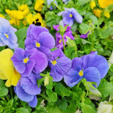 Hezhichun Pansy 'Azure Skies' Seeds | Compact, Cold-Tolerant, Long Flowering for Beds & Pots