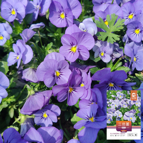 Hezhichun Pansy 'Azure Skies' Seeds | Compact, Cold-Tolerant, Long Flowering for Beds & Pots