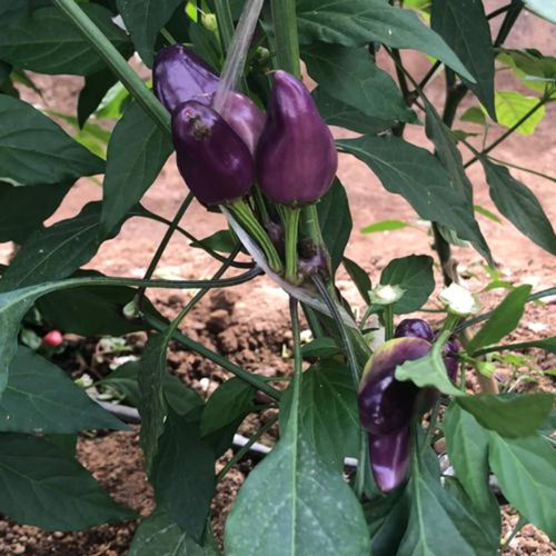 Purple Tower Facing-Heaven Pepper Seeds – Mini Extra-Hot Variety, High Yield, Suitable for Home Garden Planting