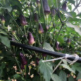 Purple Tower Facing-Heaven Pepper Seeds – Mini Extra-Hot Variety, High Yield, Suitable for Home Garden Planting