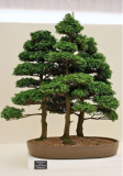 Hinoki Cypress, Chamaecyparis Obtusa, Tree Seeds (Evergreen, Bonsai)