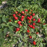 Spicy Aromatic Jar Pepper Seeds – Premium Chili Variety, Intense Pungency with Pleasant Aroma, Versatile Use