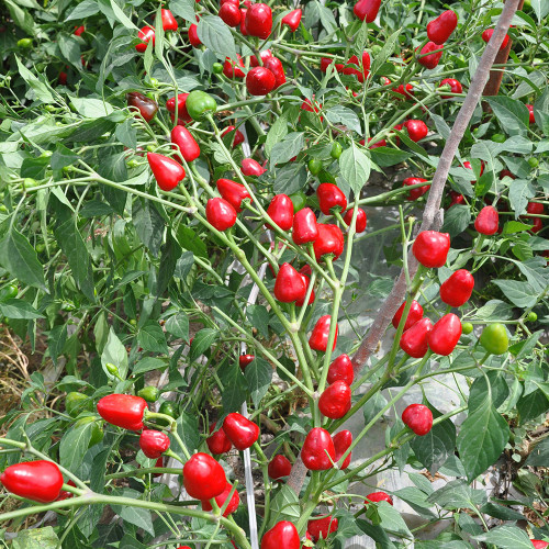 Spicy Aromatic Jar Pepper Seeds – Premium Chili Variety, Intense Pungency with Pleasant Aroma, Versatile Use