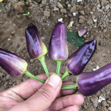 Purple Tower Facing-Heaven Pepper Seeds – Mini Extra-Hot Variety, High Yield, Suitable for Home Garden Planting