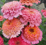 Cupcake Zinnia, Zinnia Seeds, Rare Flower Seeds, Rare Seeds, Cut Flower Seeds
