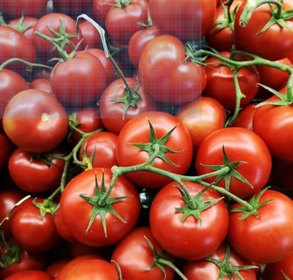 Oregon Spring Tomato Seeds, Cool Climate Tomato, Non-GMO, Heirloom