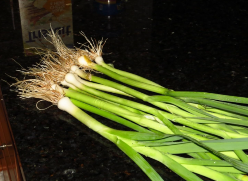 Leeks Seeds.Tender Perennial Vegetable.US Grown Seeds
